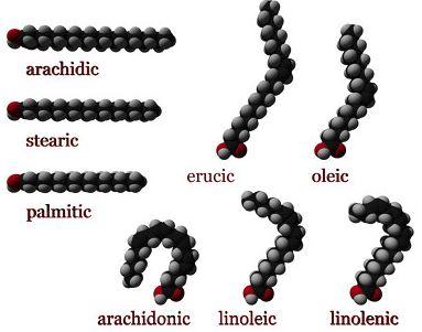 diagram showing different types of fat molecules