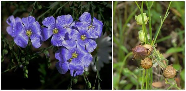flax flowers and fruits