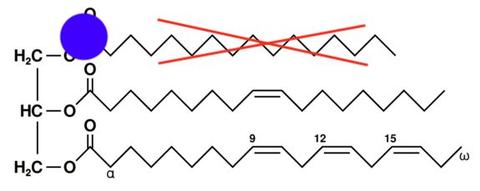 phospholipid fish oil