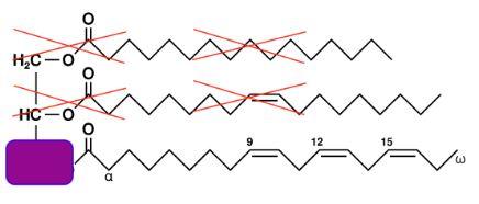 ethyl ester fish oil